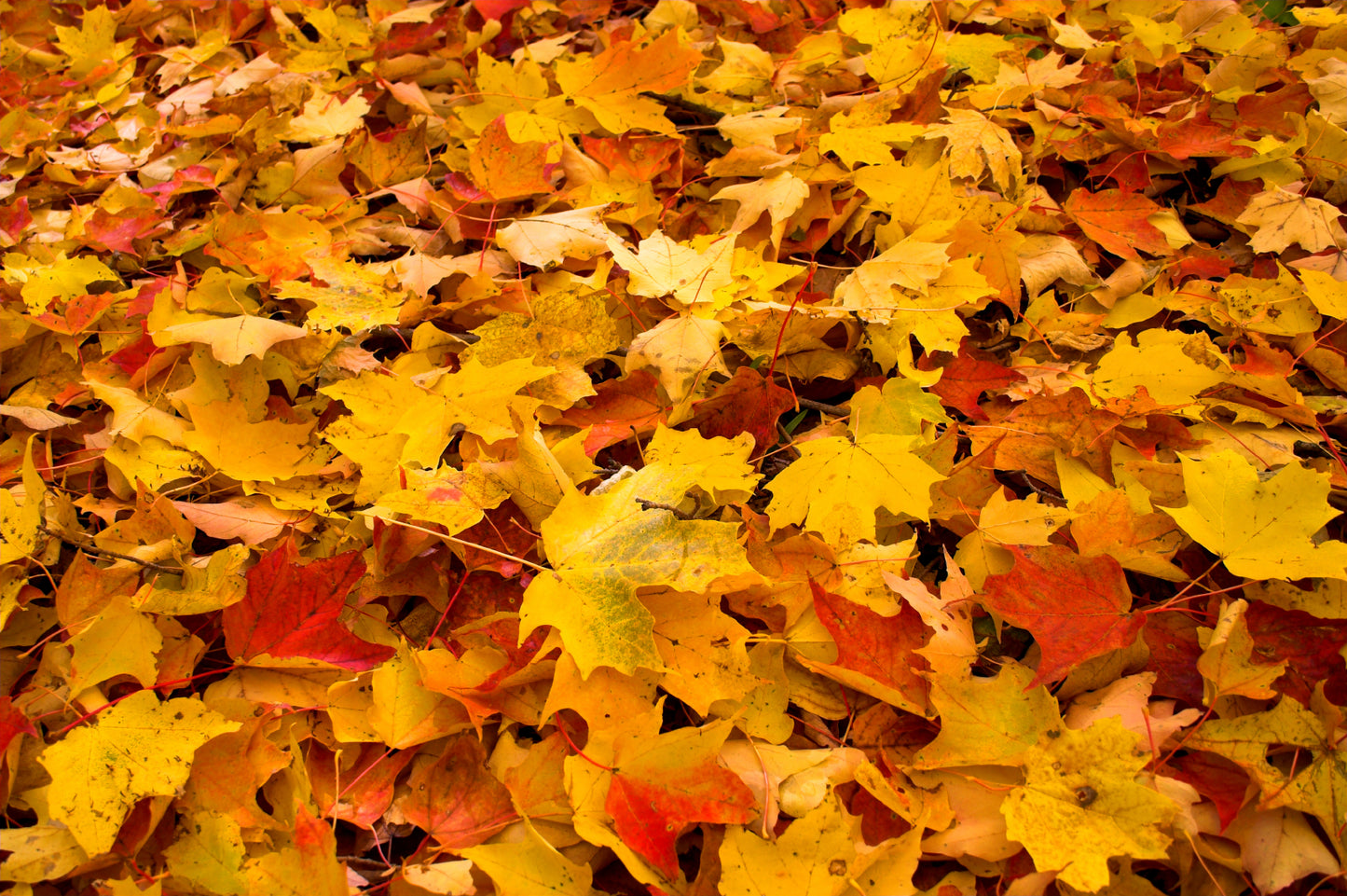 Leaf Removal